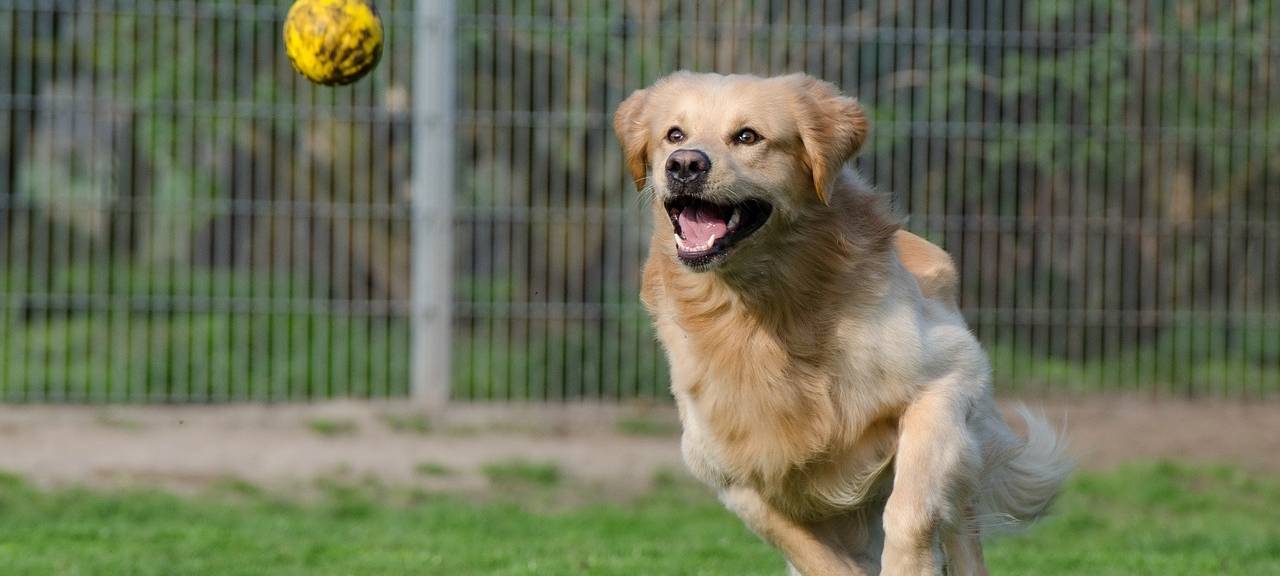 Hundesteuer in Mechernich wird erhöht