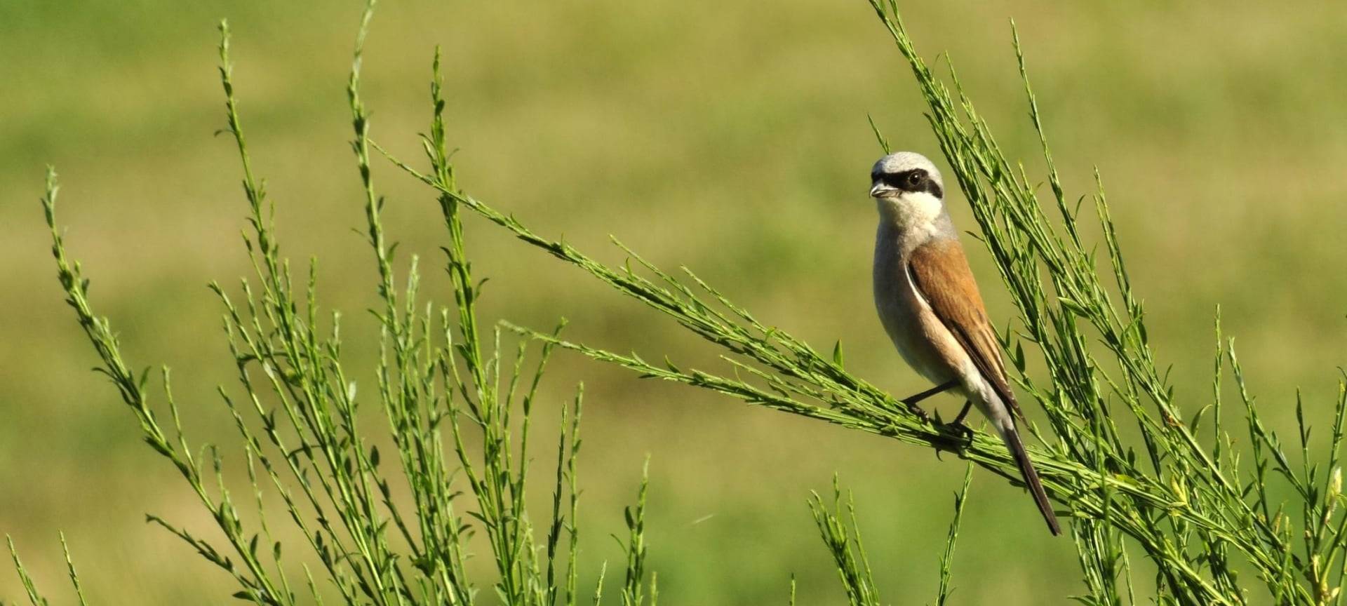 Pflegearbeiten im Nationalpark