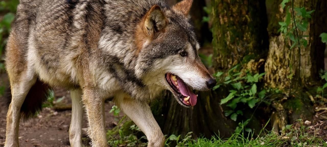 Mehr Meldemöglichkeiten im Wolfsportal
