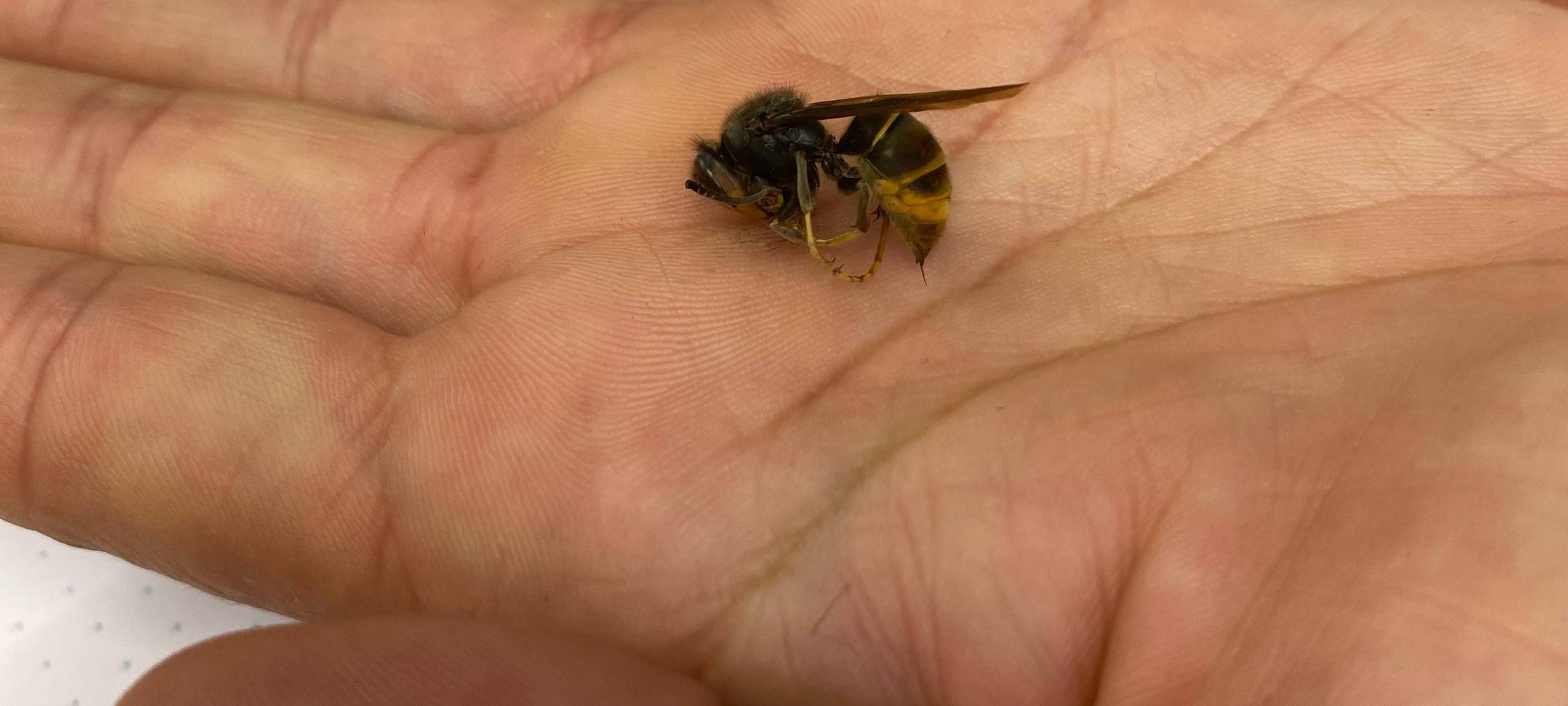 Asiatische Hornisse breitet sich im Kreis Euskirchen aus