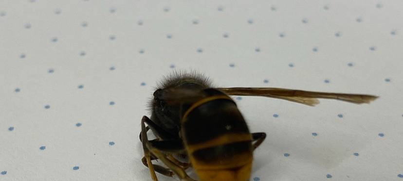 Asiatische Hornisse breitet sich im Kreis Euskirchen aus
