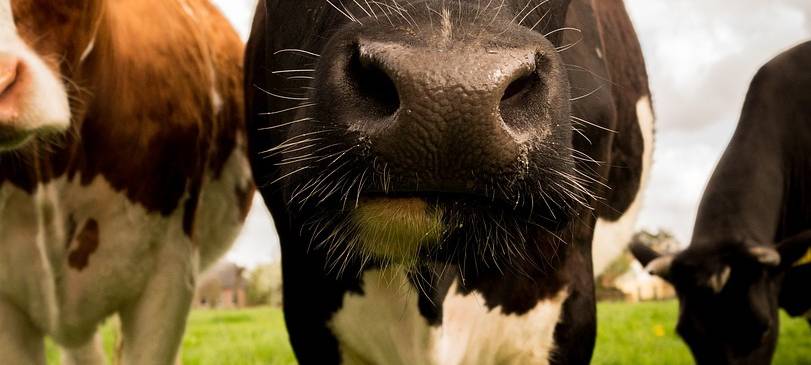 Blauzungenkrankheit jetzt im Kreis Euskirchen