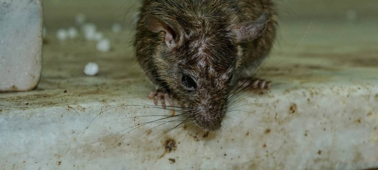 Weilerswist bittet bei Ratten um Hilfe