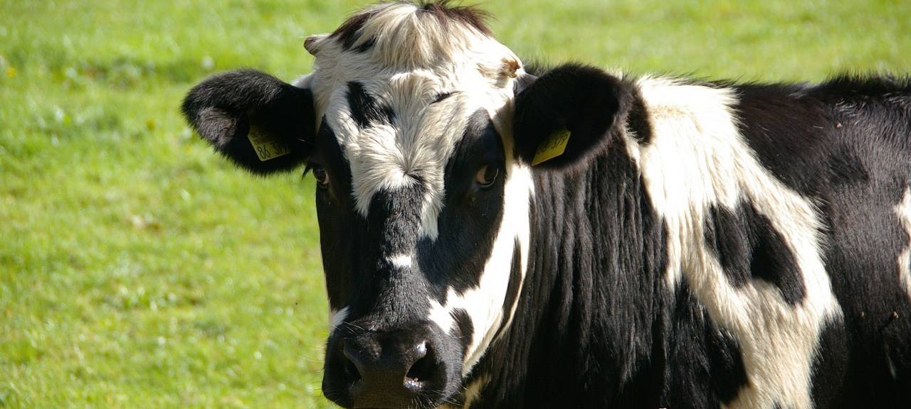 Kreis Euskirchen: Milchbauern treibt Blauzungenkrankheit um