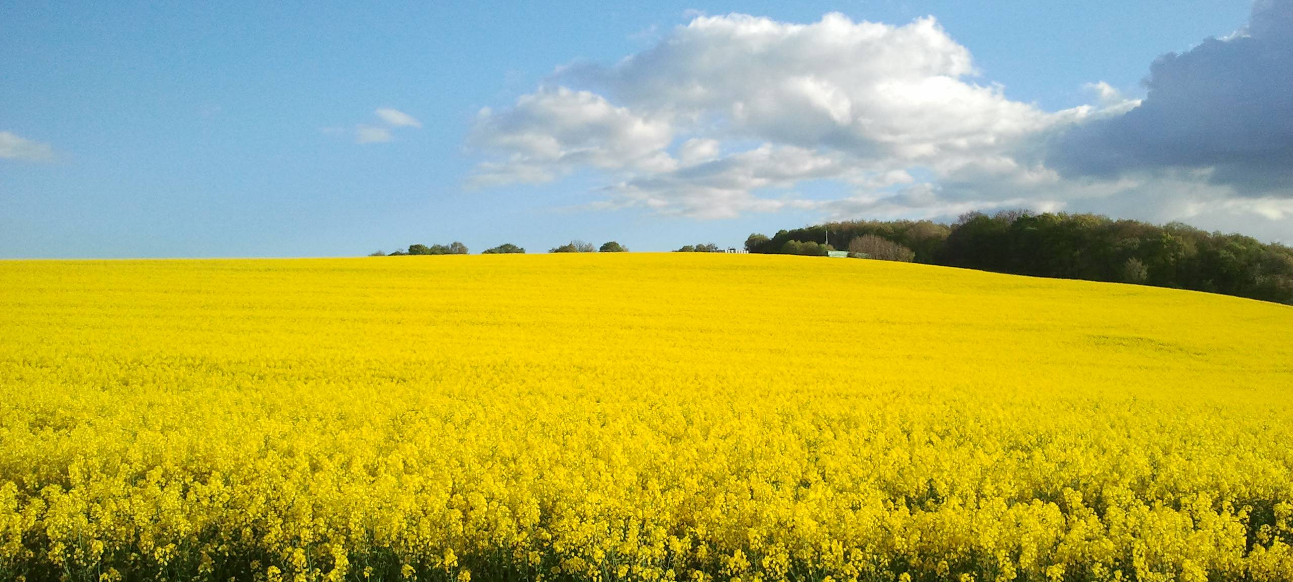 Die Rapsblüte startet