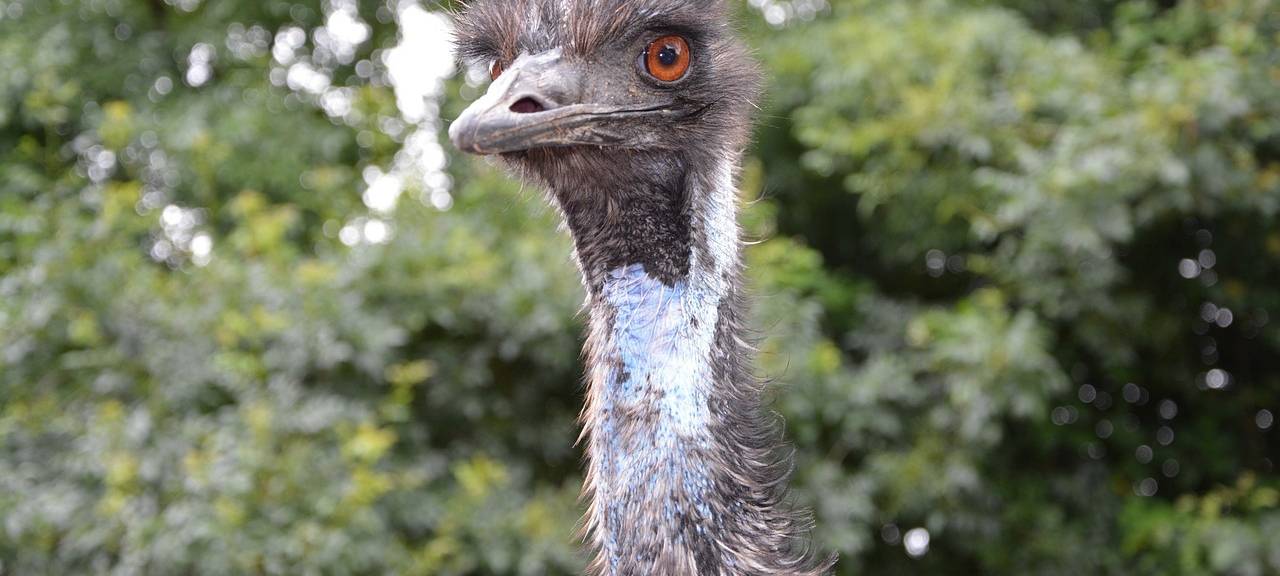Emu läuft durch Eicherscheid