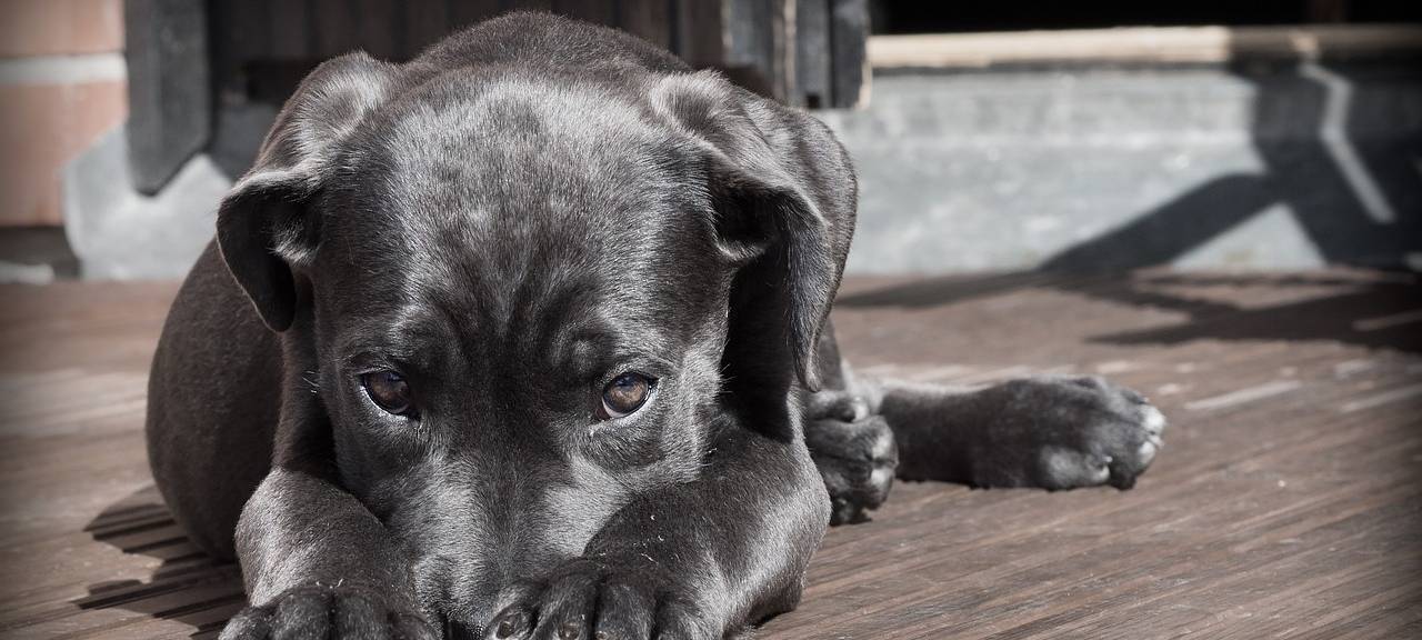 Ehepaar aus Euskirchen klagt gegen Hundesteuer