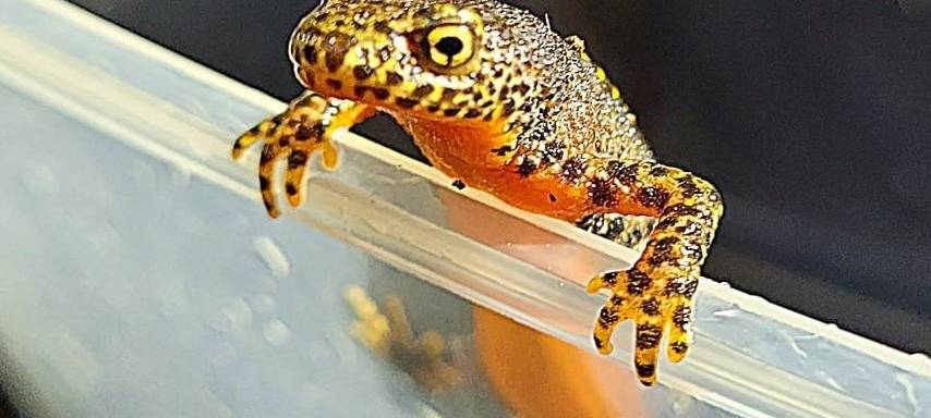 Krötenzäune werden aufgebaut