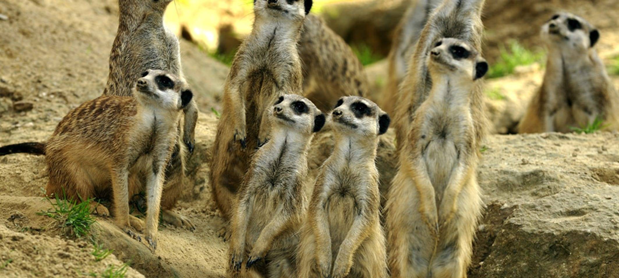 Kölner Zoo öffnet am Wochenende wieder