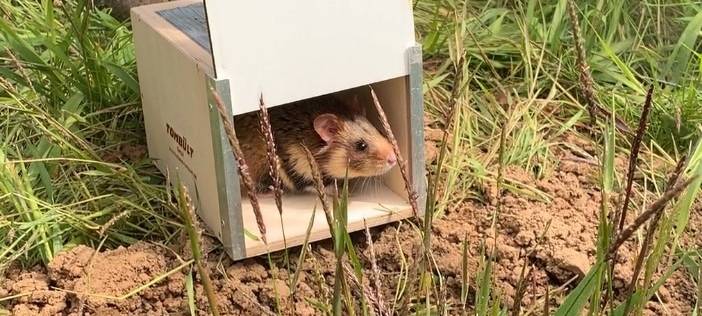 98 Feldhamster in Zülpich ausgewildert