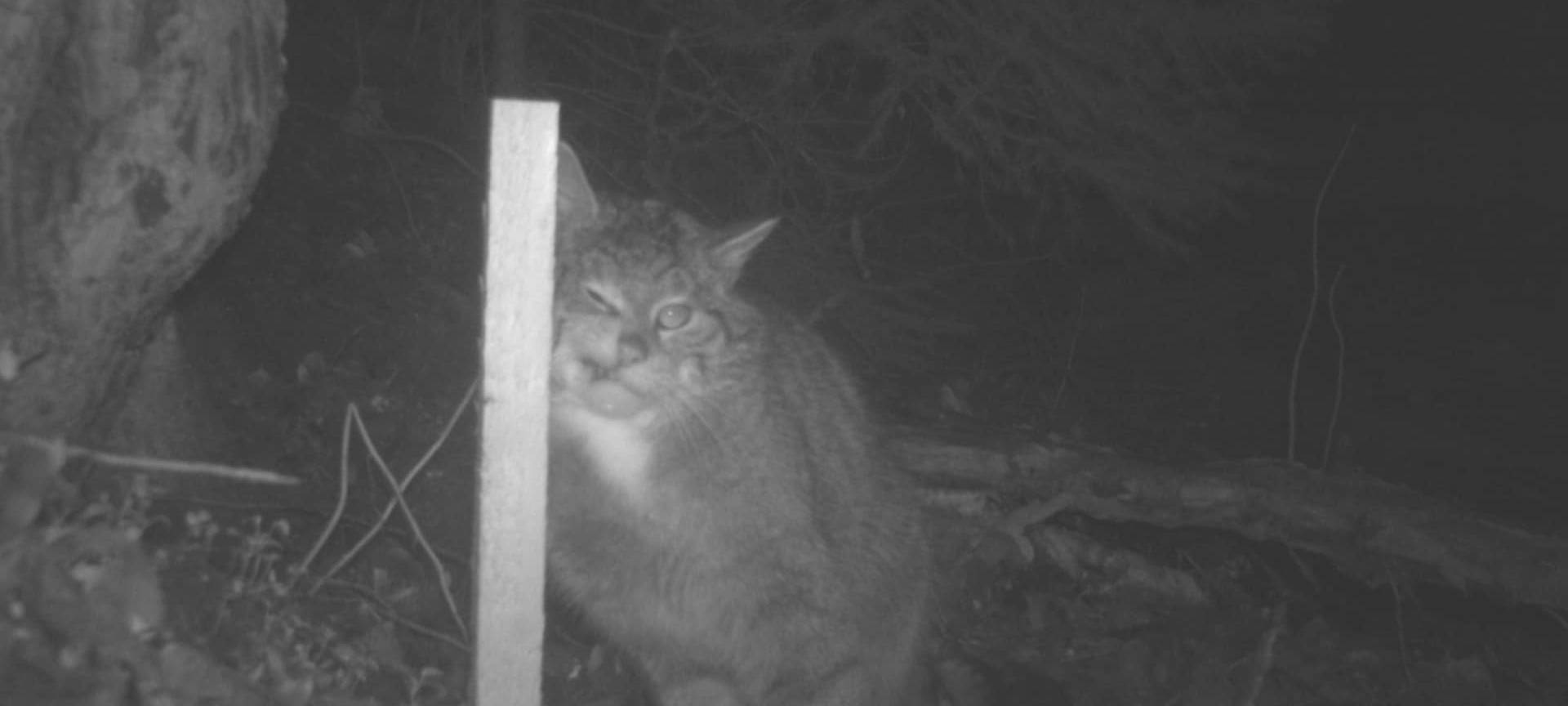 BUND startet Wildkatzen-Monitoring in der Region