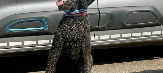 Kall sucht nicht gemeldete Hunde