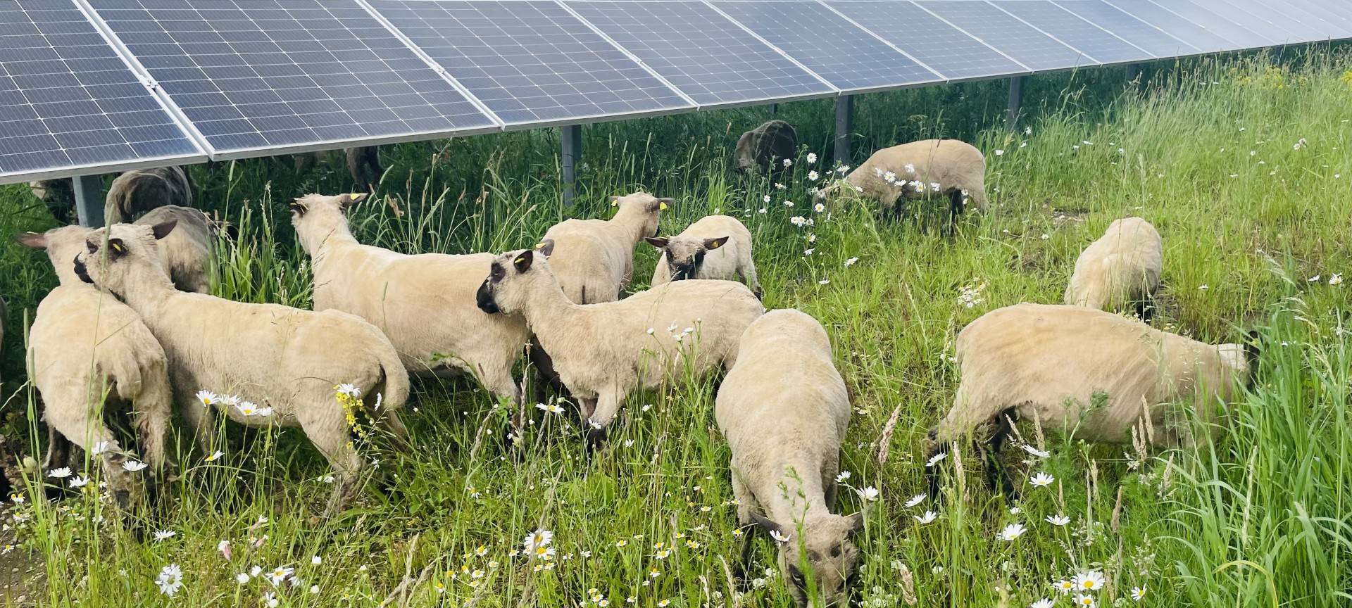 Wüschheim: Speicher im Solarpark in Betrieb