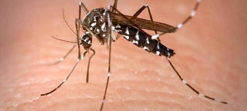 Tigermücke auch im Kreis Euskirchen?