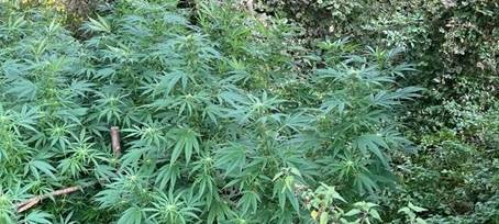 Mechernich: Drogenplantage im Wald entdeckt