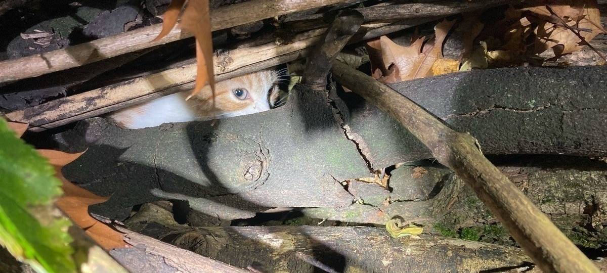 Zeuge rettet Katzenbaby vor Feuer