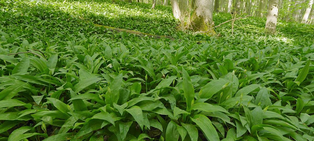 So sammelst Du Bärlauch richtig