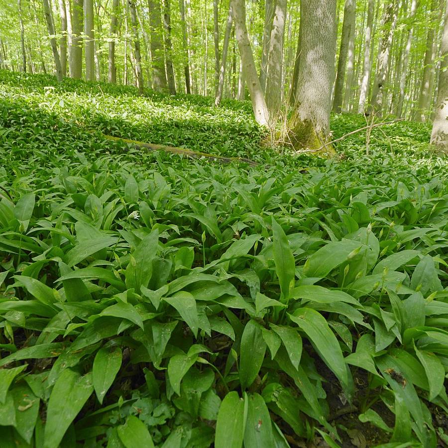 Regeln bei Bärlauch-Ernte beachten - Radio Euskirchen