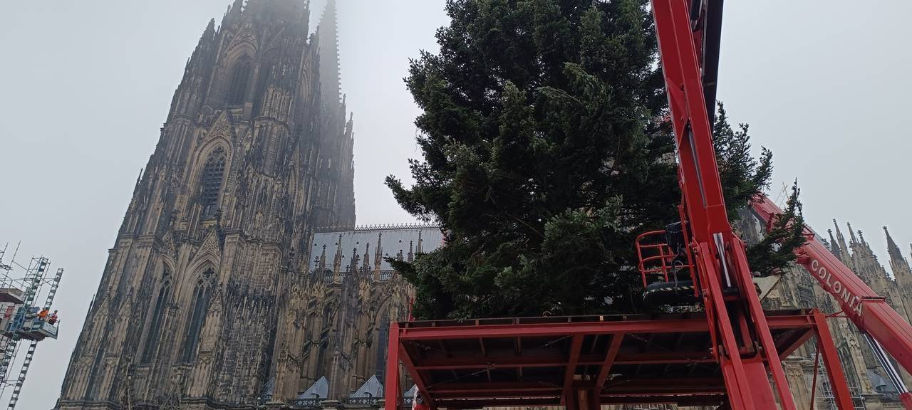 Weihnachtsbaum aus der Eifel