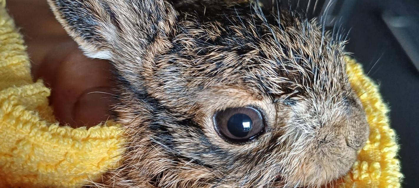Hilfe für Wildtiere
