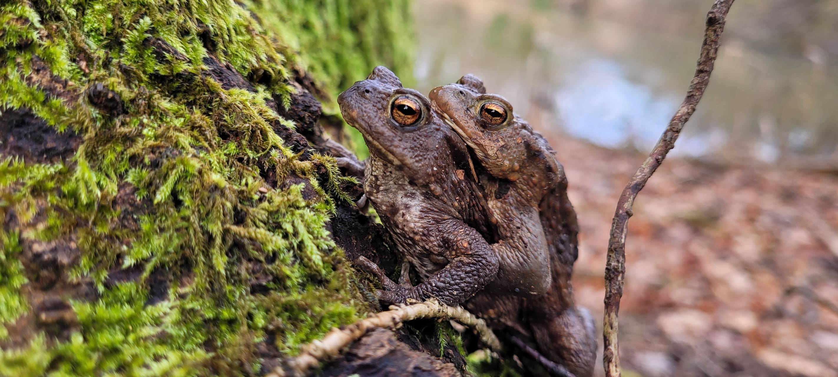 Amphibienwanderung startet