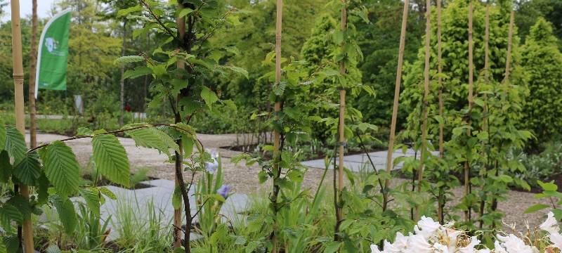 Bienenfreundliche Muster-Vorgärten im Seepark Zülpich