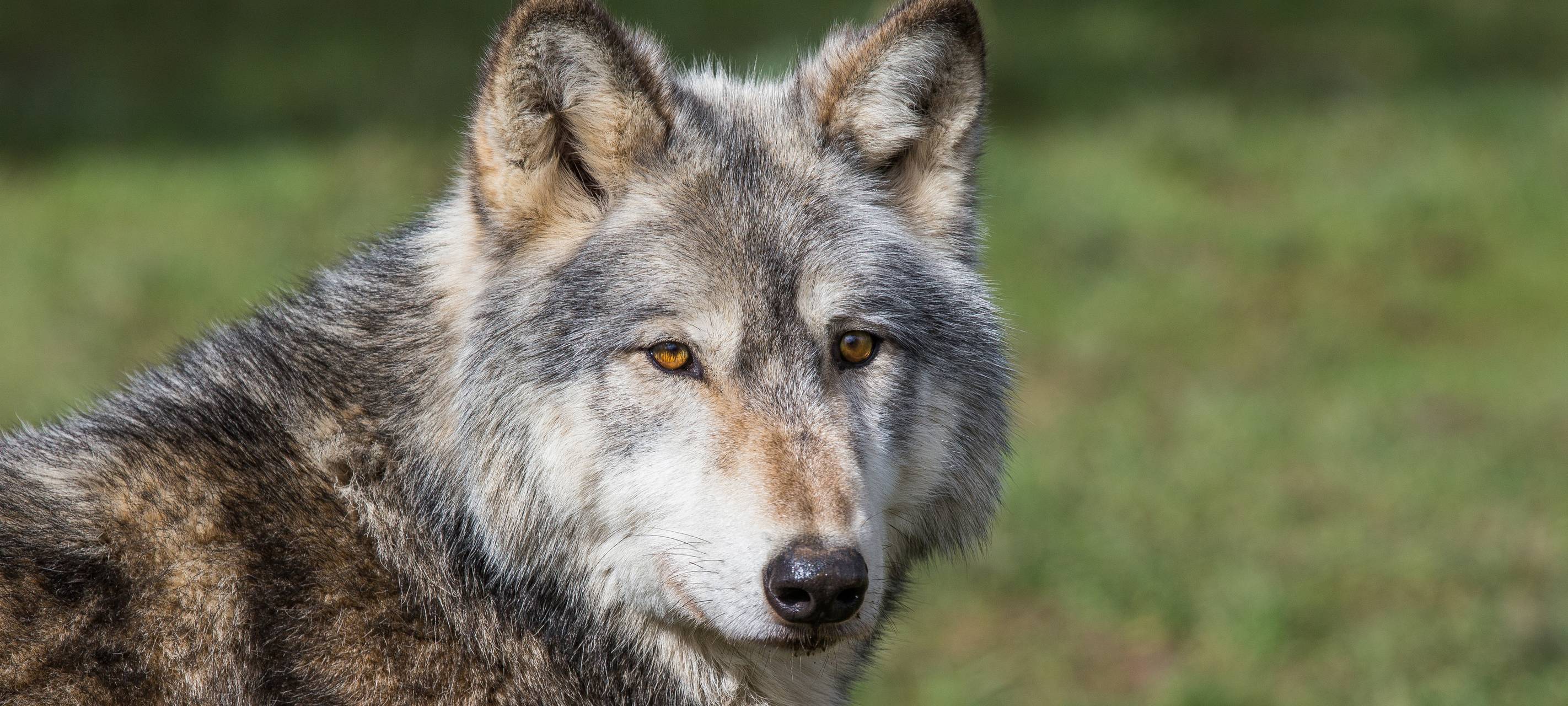 Verkehrsunfälle mit Wölfen