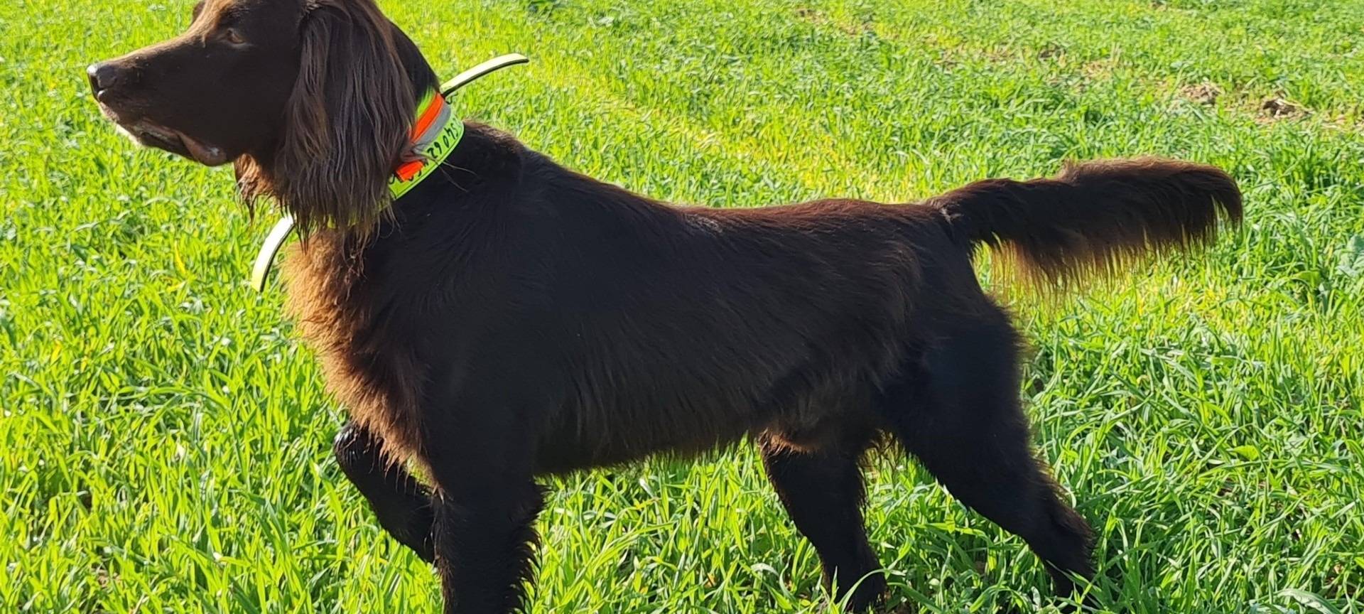 Jagdhund sollte GEZ zahlen
