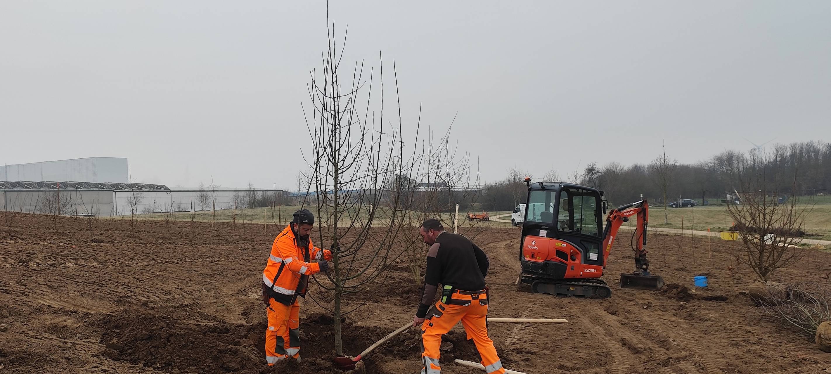 Baumfällungen in Euskirchen: Stadt plant Neupflanzungen
