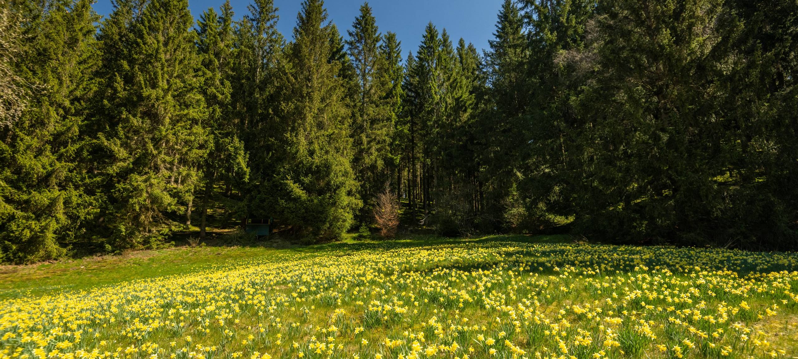 Hollerather Knie: Gesperrte Zuwege zur Narzissenblüte