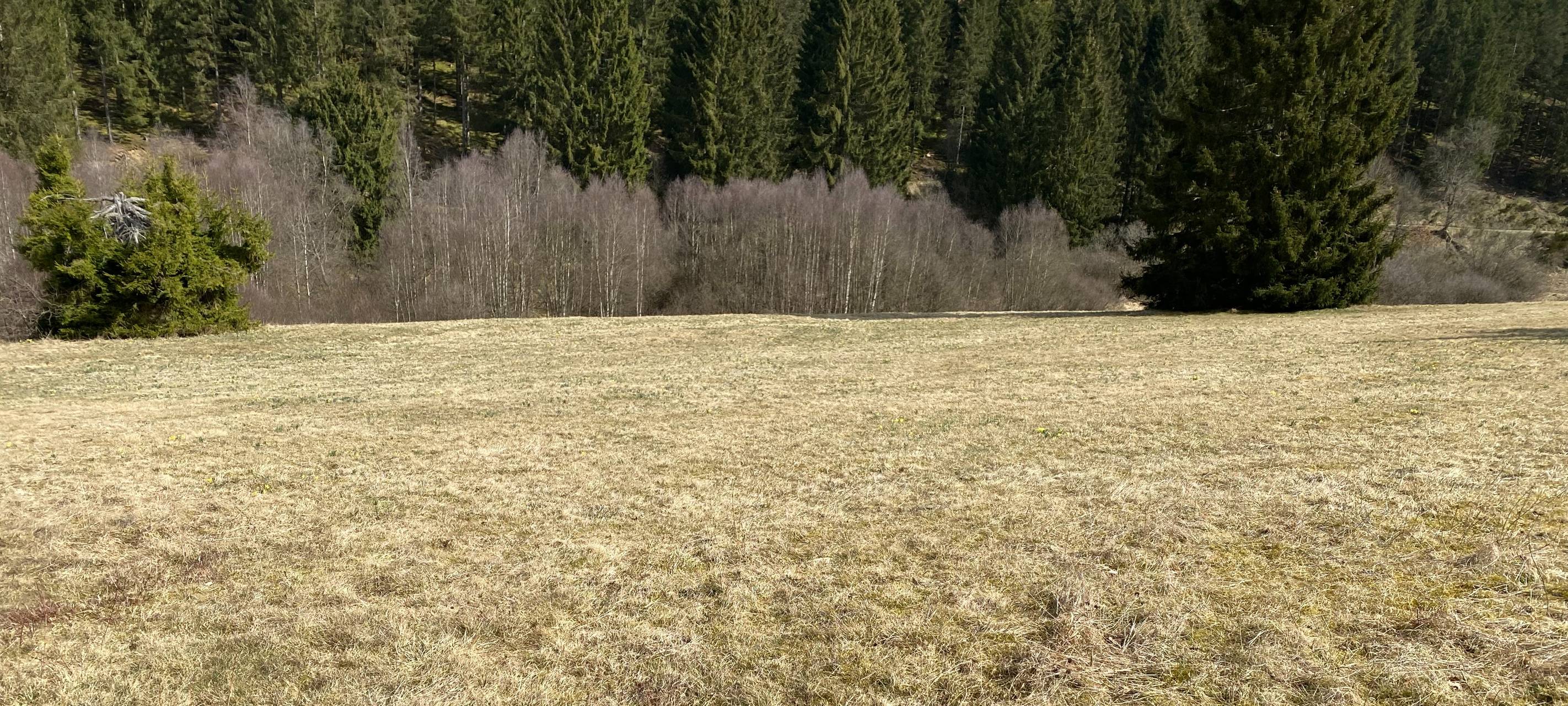 Narzissensaison in Hellenthal: Erste Blüten und Touristen
