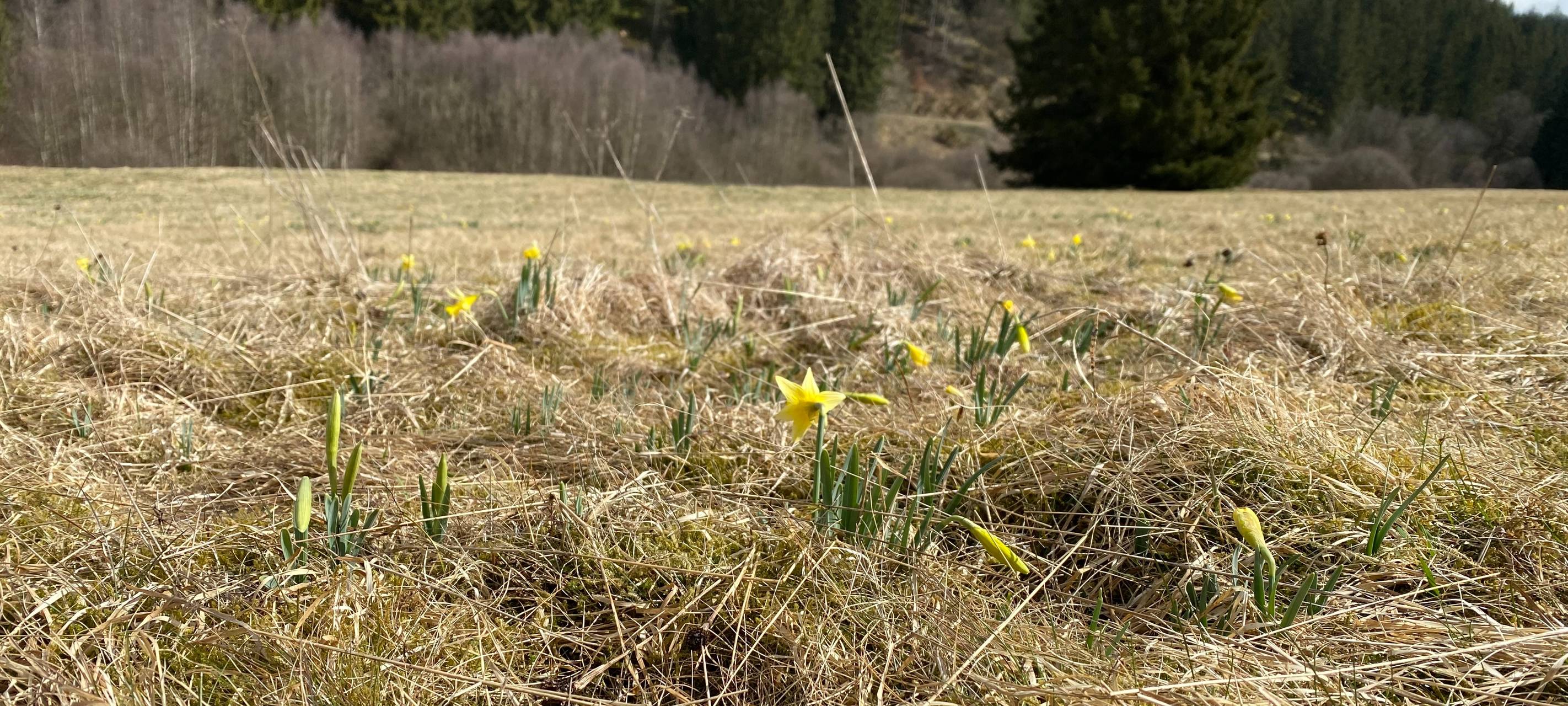 Narzissensaison in Hellenthal: Erste Blüten und Touristen