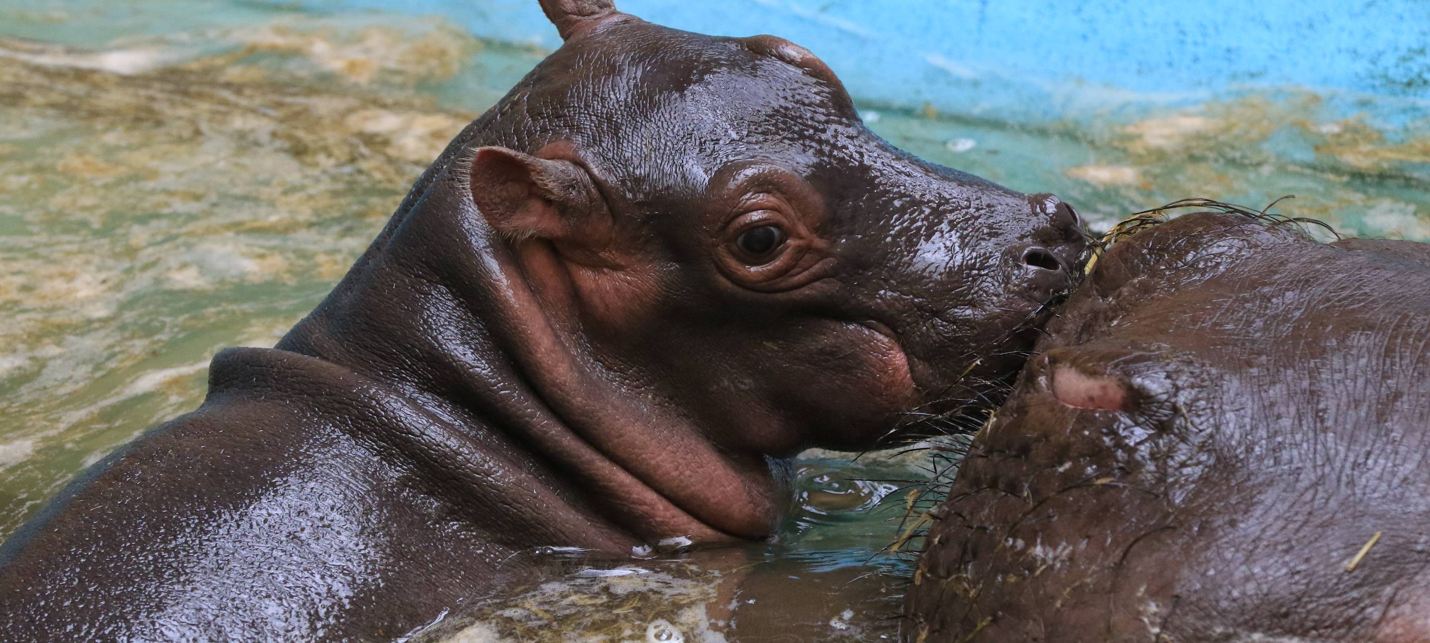 Flusspferd-Nachwuchs im Kölner Zoo