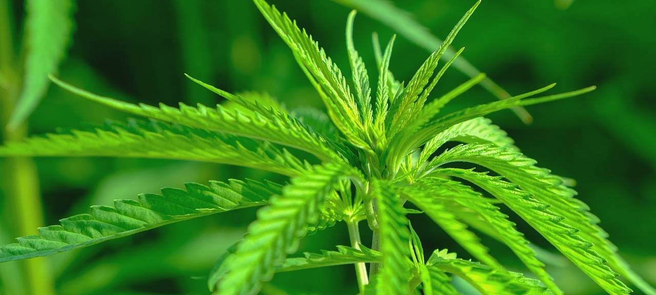 Verkehrskontrolle bei Weilerswist führt zu Cannabisplantage