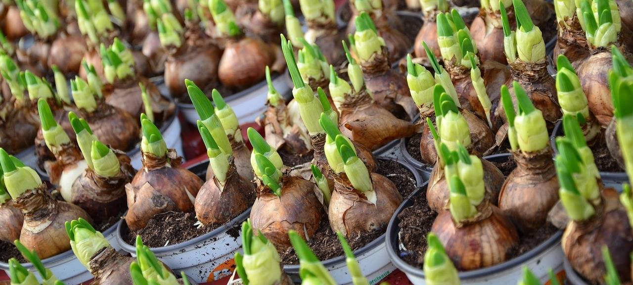 Erste Pflanzentauschbörse der Stadt Euskirchen