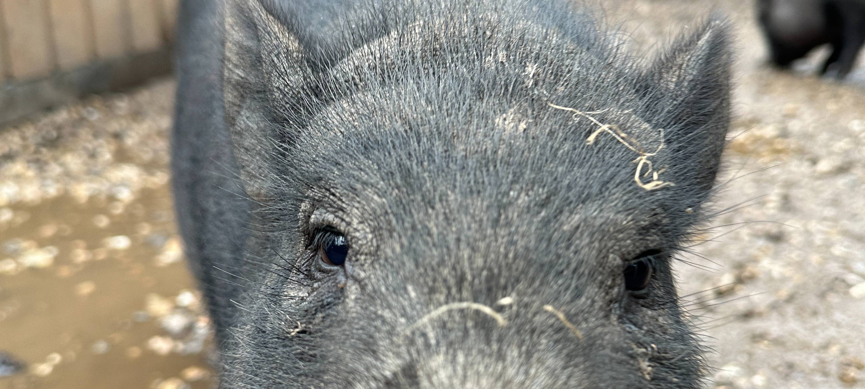 Kreis Euskirchen warnt vor Schweinepest