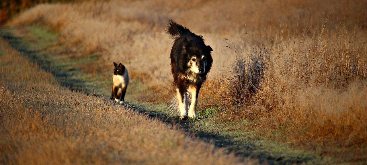Giftköder in Bad Münstereifel entdeckt