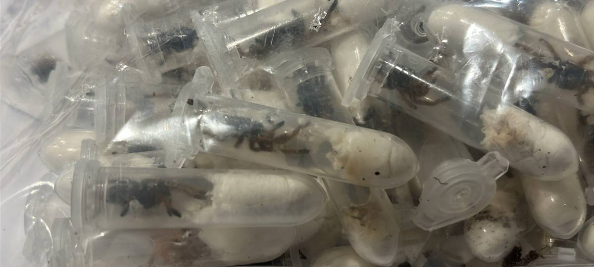 Vogelspinnen-Fund am Flughafen Köln/Bonn