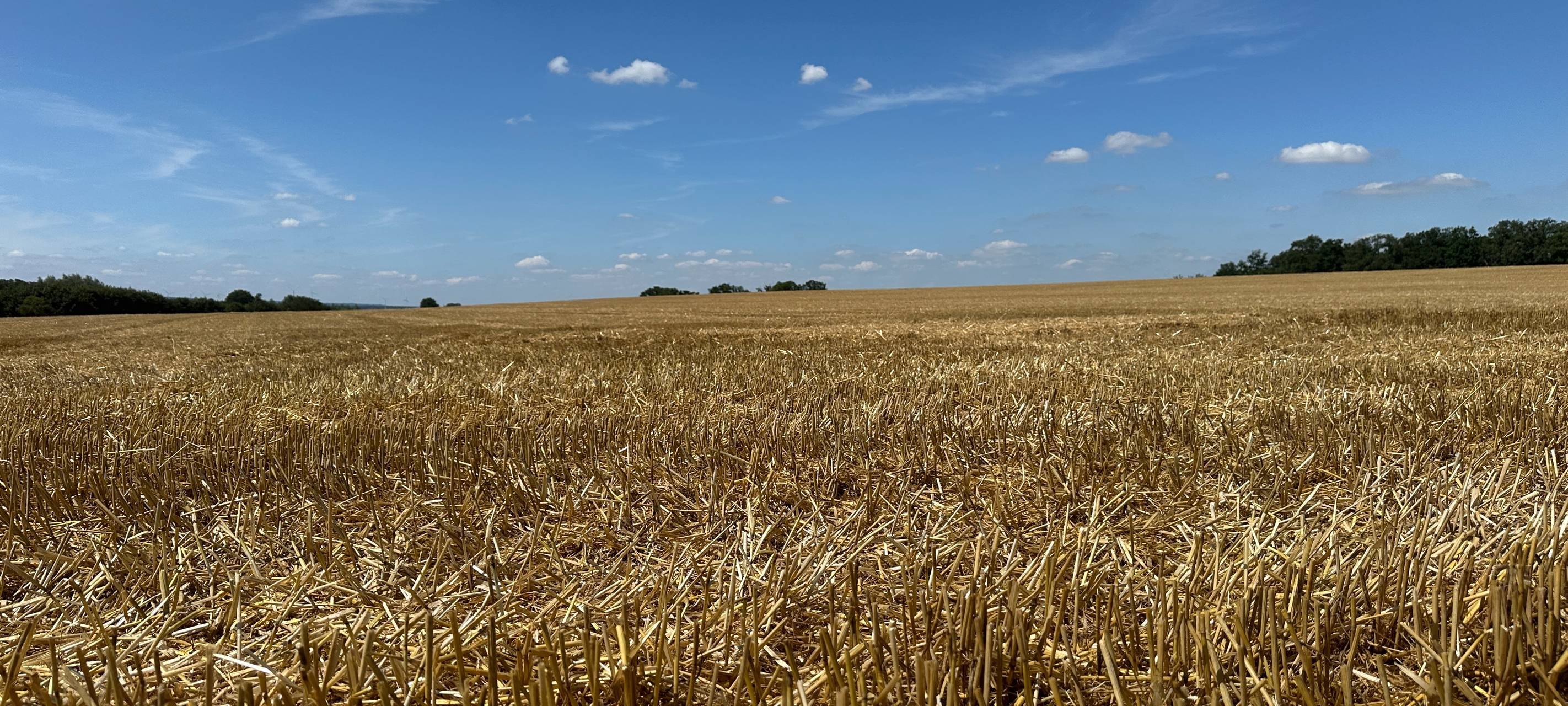 Getreideernte im Rheinland auf der Zielgeraden