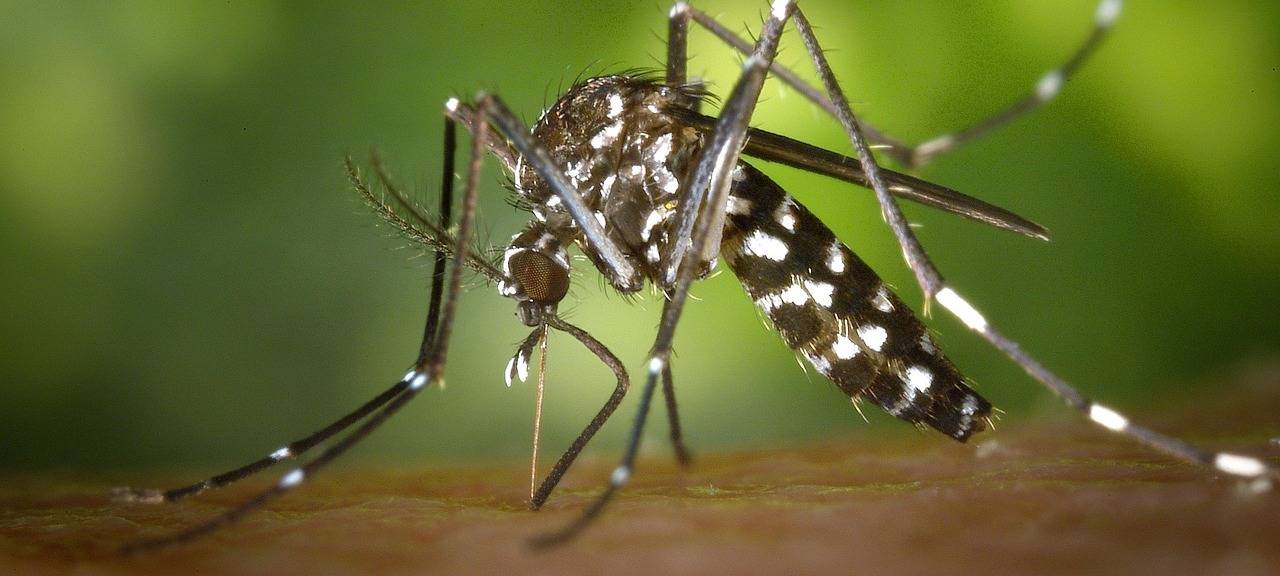 Pilotprojekt zur Tigermücke im Kreis Euskirchen