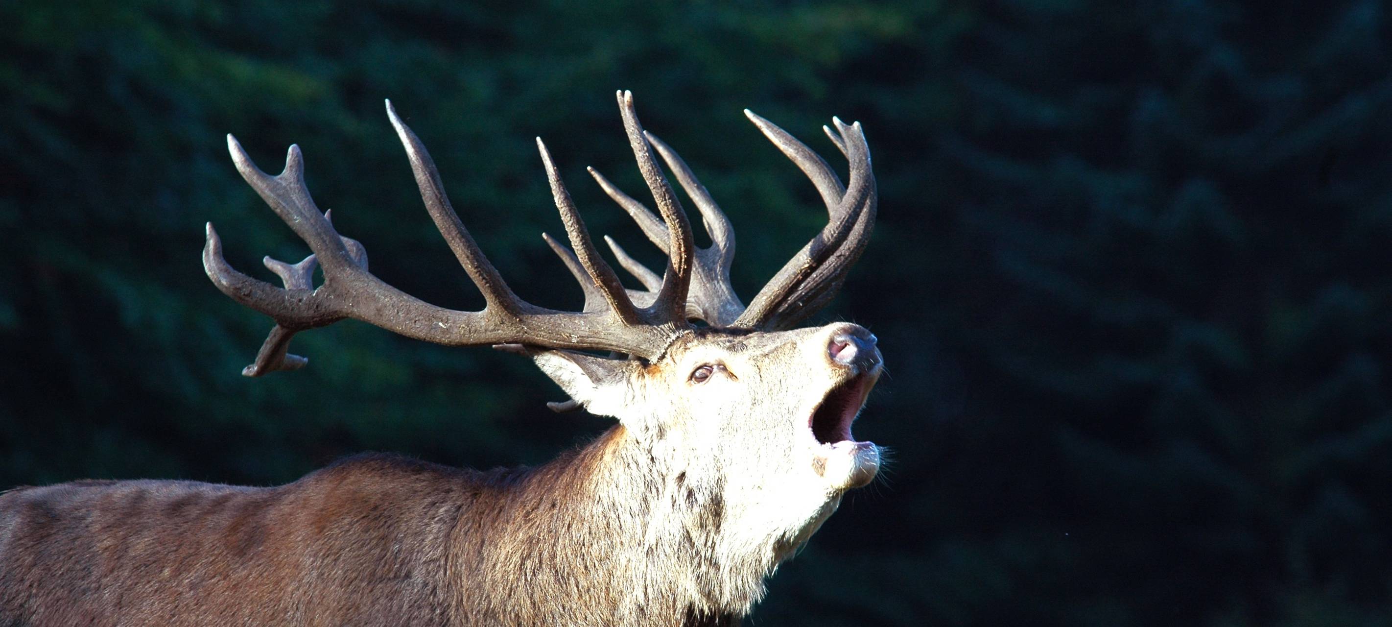 Hirsch in Dahlem-Kronenburg erschossen