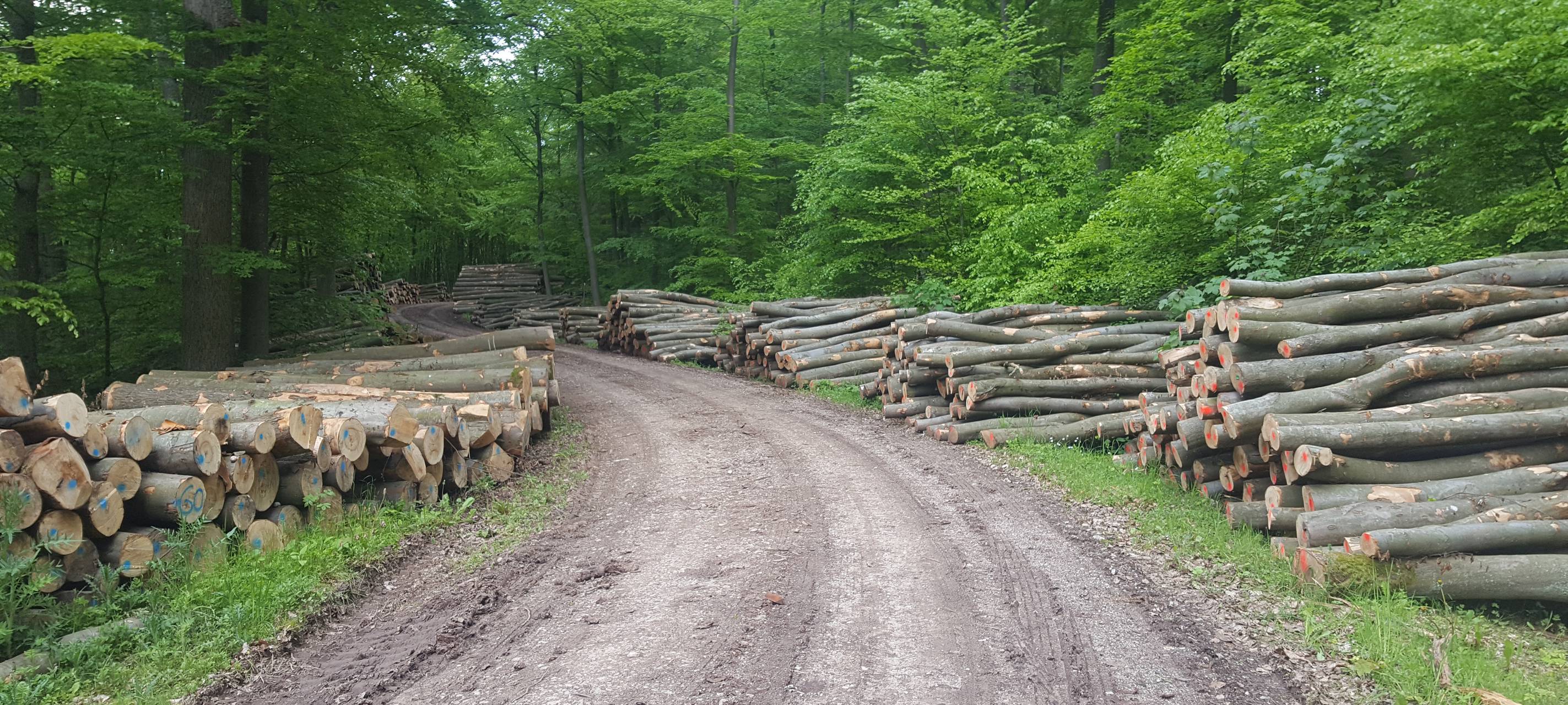 Gesperrte Wege für Holzernte in Blankenheim