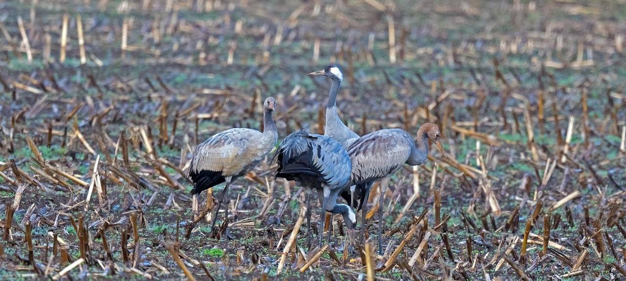 Neue Geflügel-Krankheit im Umlauf