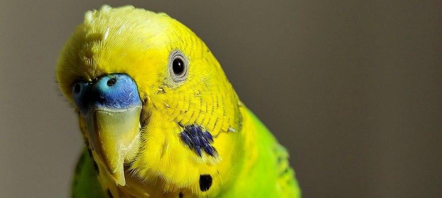 Diebstahl mit Vogel