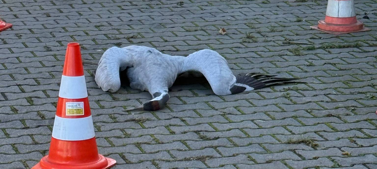 Möglicher Fall von Vogelgrippe in Euskirchen
