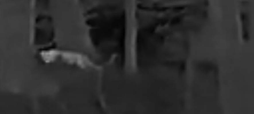 Suche nach möglicher Großkatze