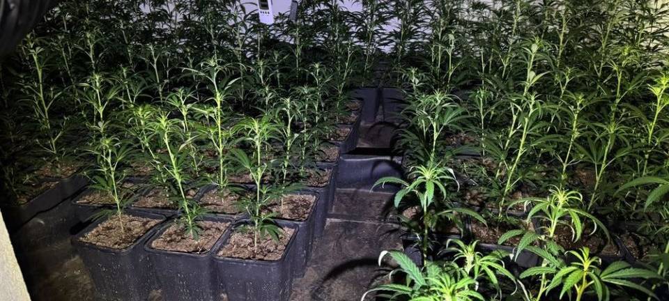 Weilerswist: Marihuana-Plantage entdeckt