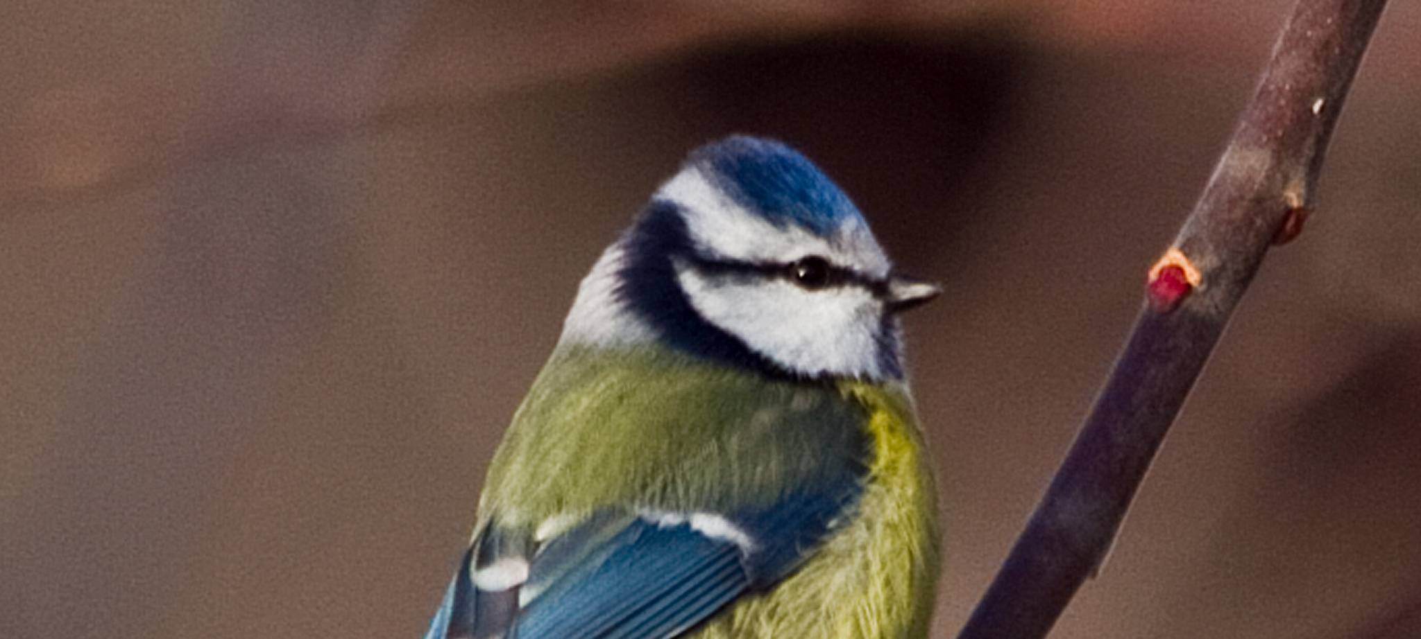 NABU ruft zum Wintervögel-Zählen