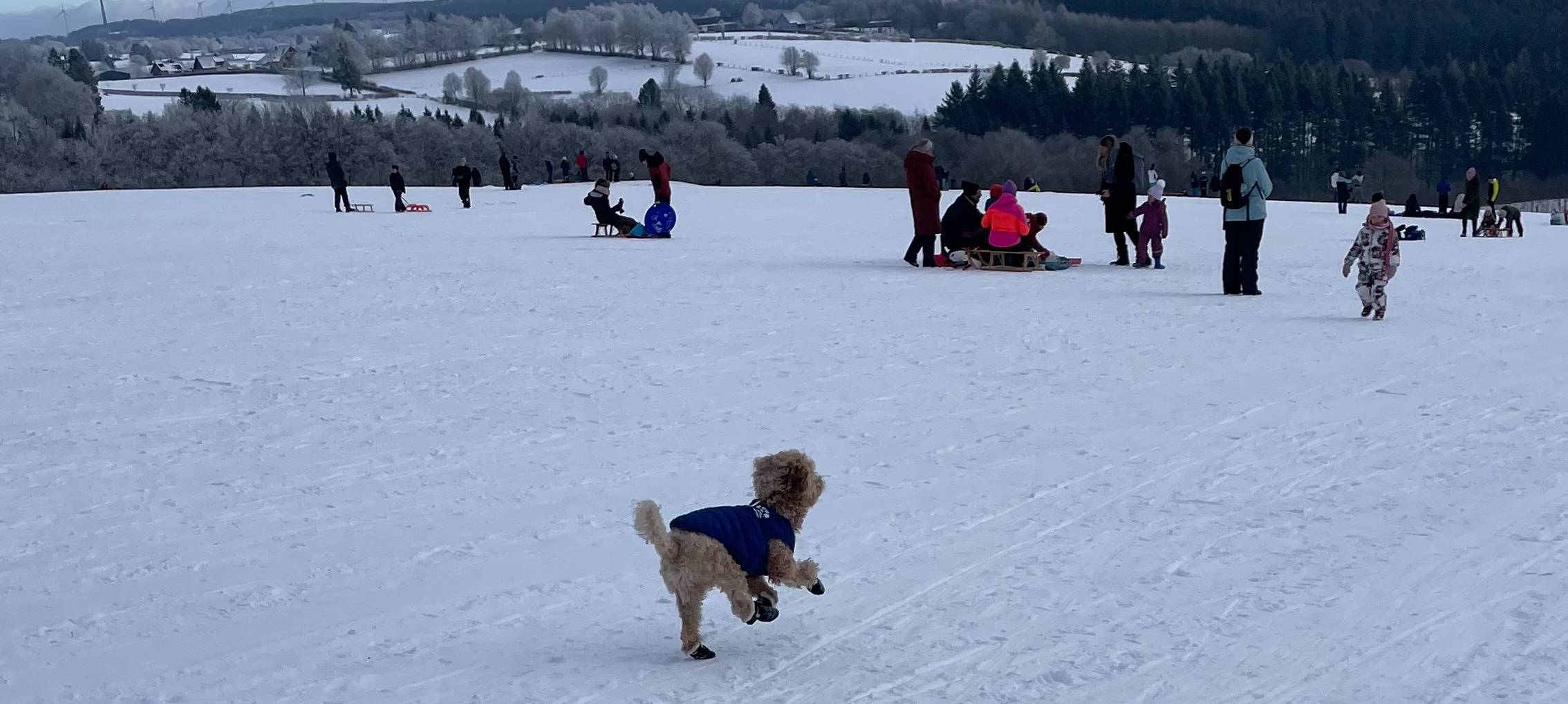 Trend: Hundebesitzer flüchten vor Böllerlärm in die Eifel