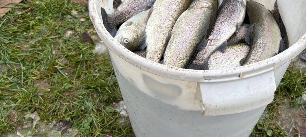 Fischsterben in Mechernich